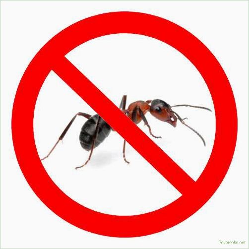 Как избавиться от муравьев: эффективные методы уничтожения