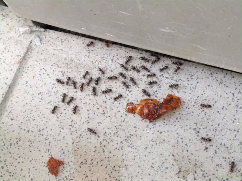 Как избавиться от муравьев: эффективные методы уничтожения