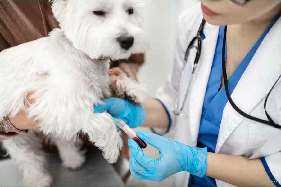 Эффективные ветеринарные препараты для заботы о здоровье вашего питомца