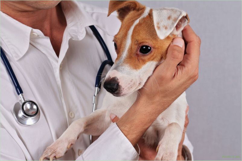 Эффективные ветеринарные препараты для здоровья животных