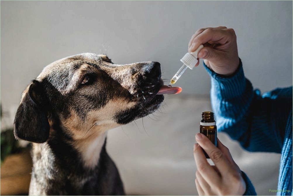 Лучшие ветеринарные препараты для здоровья животных